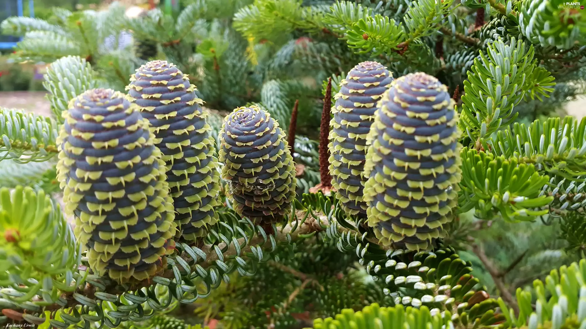 cones, pine, Korean