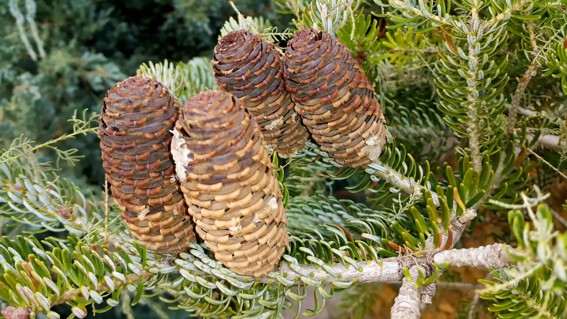 cones, pine, Korean
