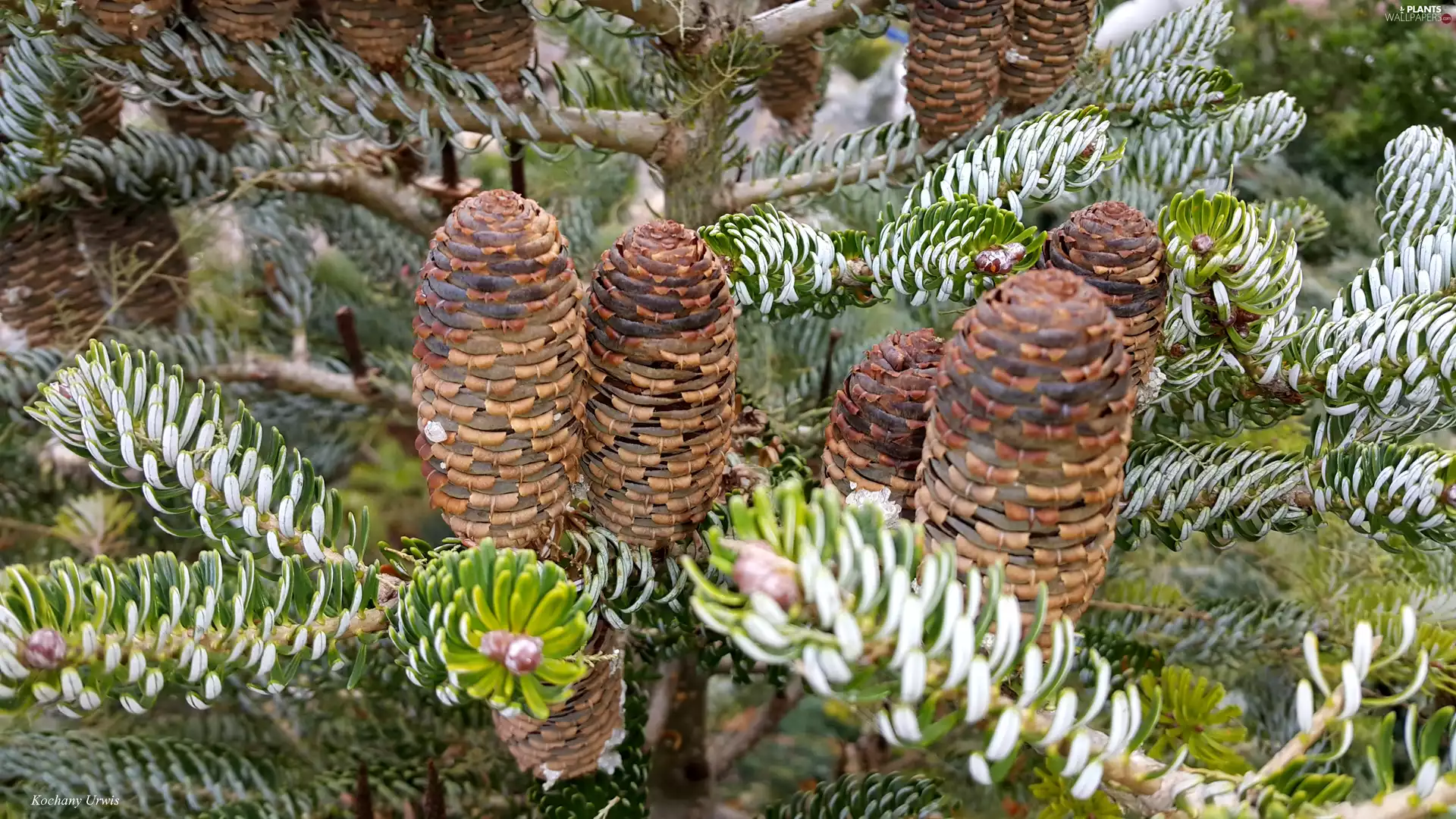 cones, pine, Korean