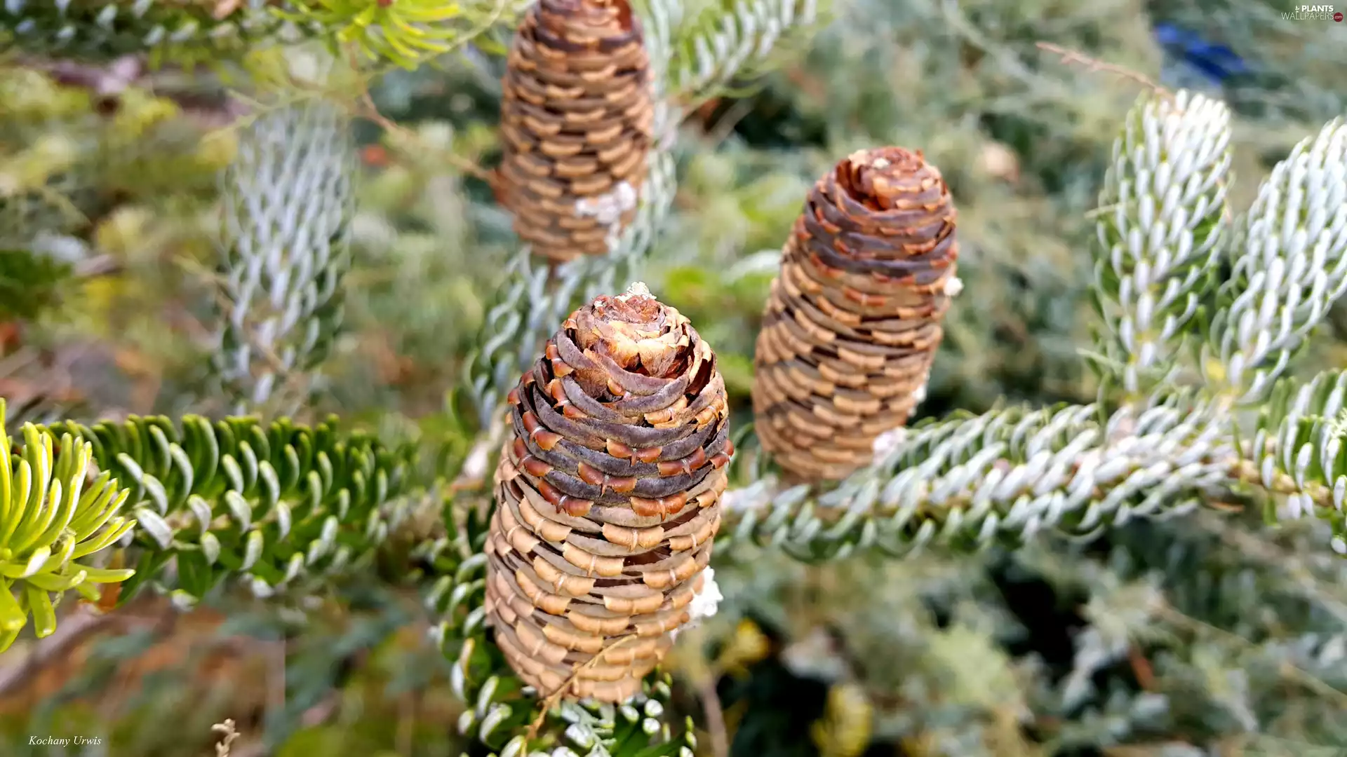 cones, pine, Korean