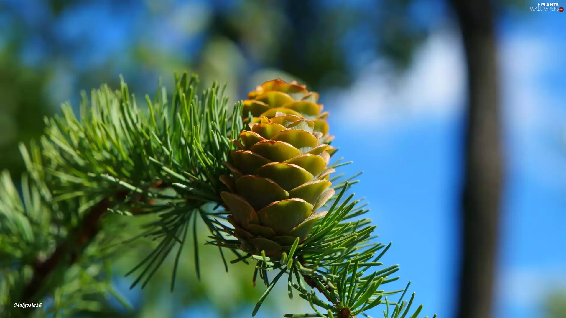 twig, cones, larch, Green, conifer