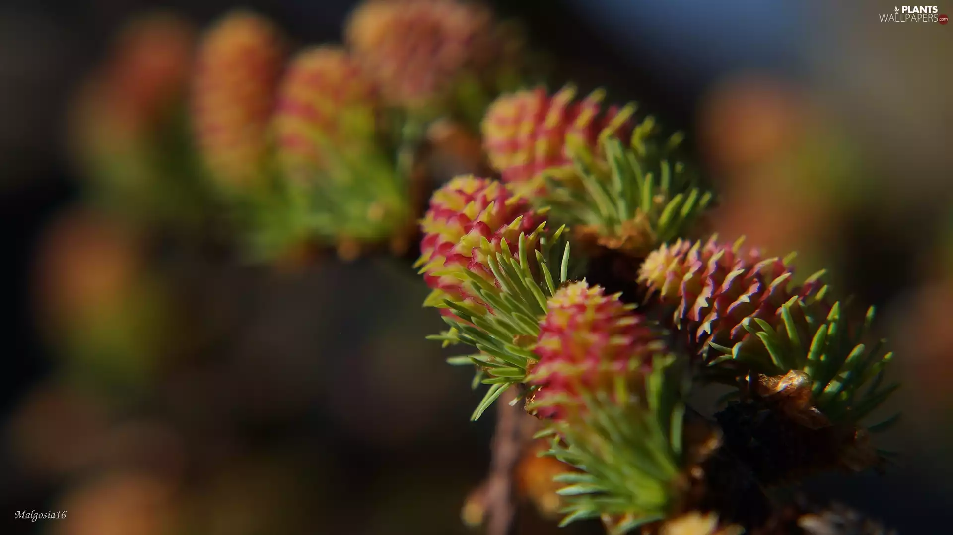 larch, color, twig, cones