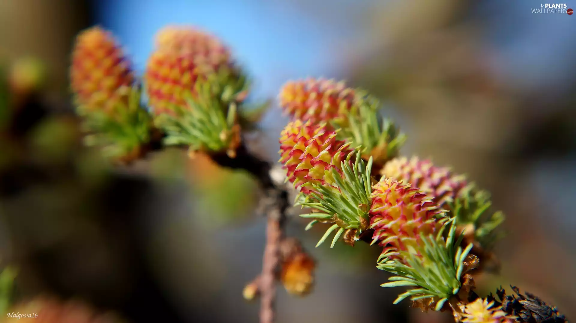 larch, color, twig, cones