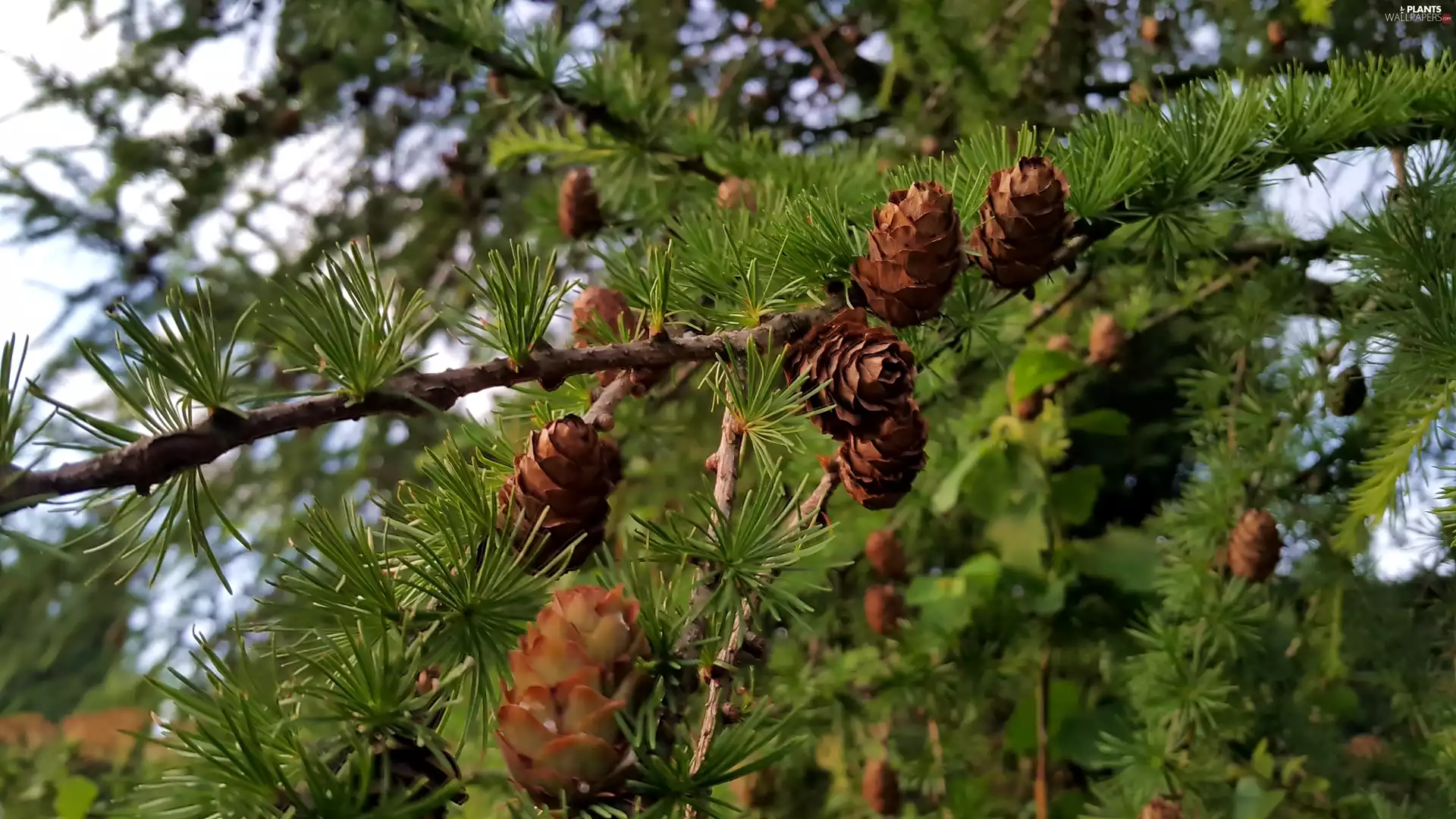 cones, Twigs, larch