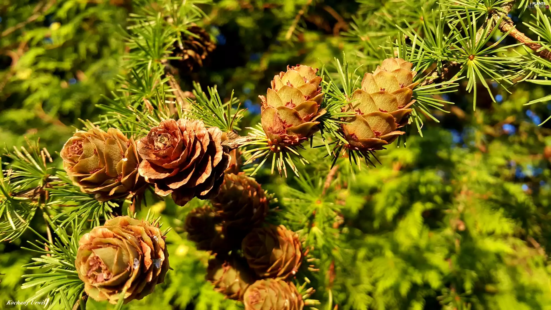 cones, Twigs, larch