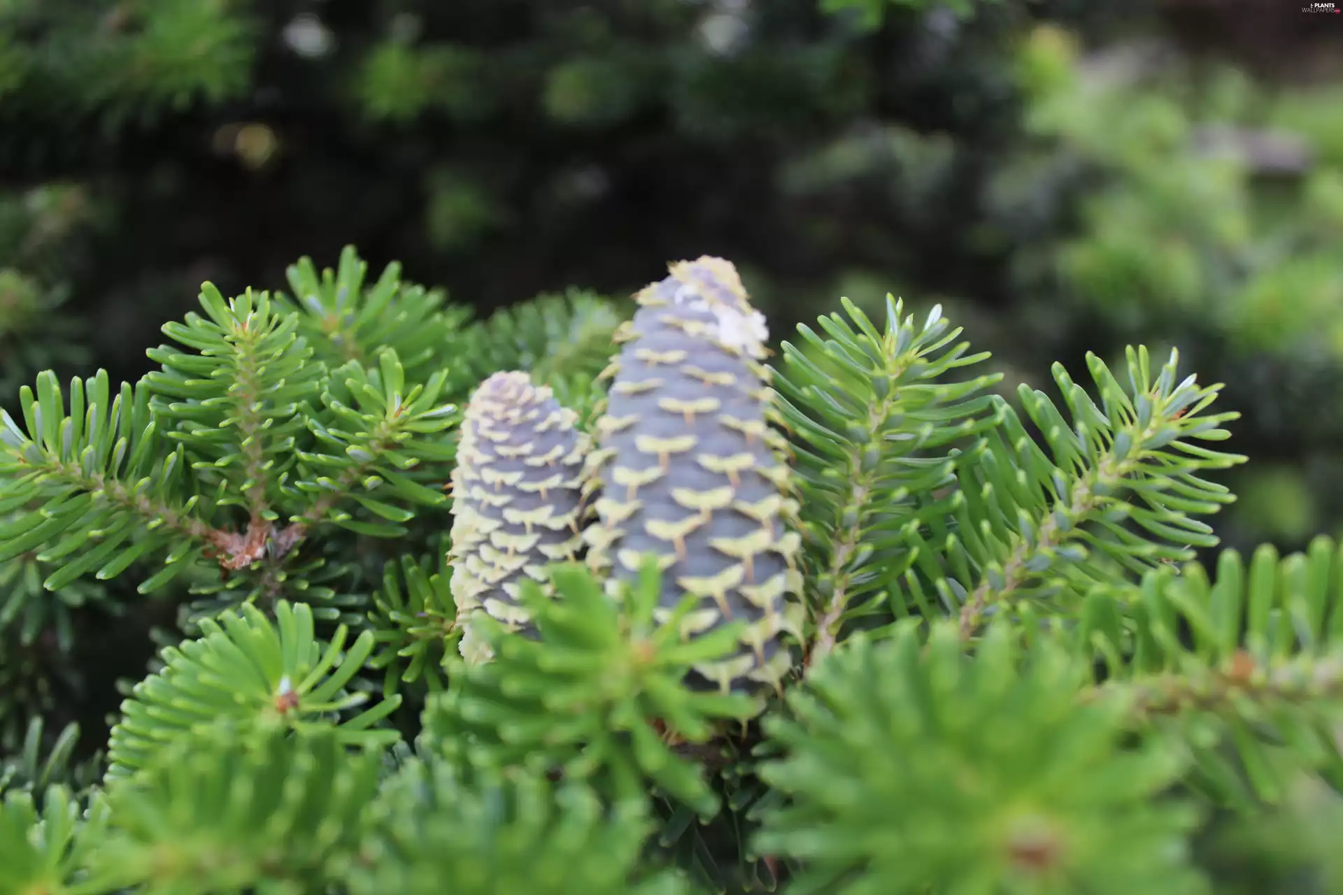 nature, trees, spruce, cones
