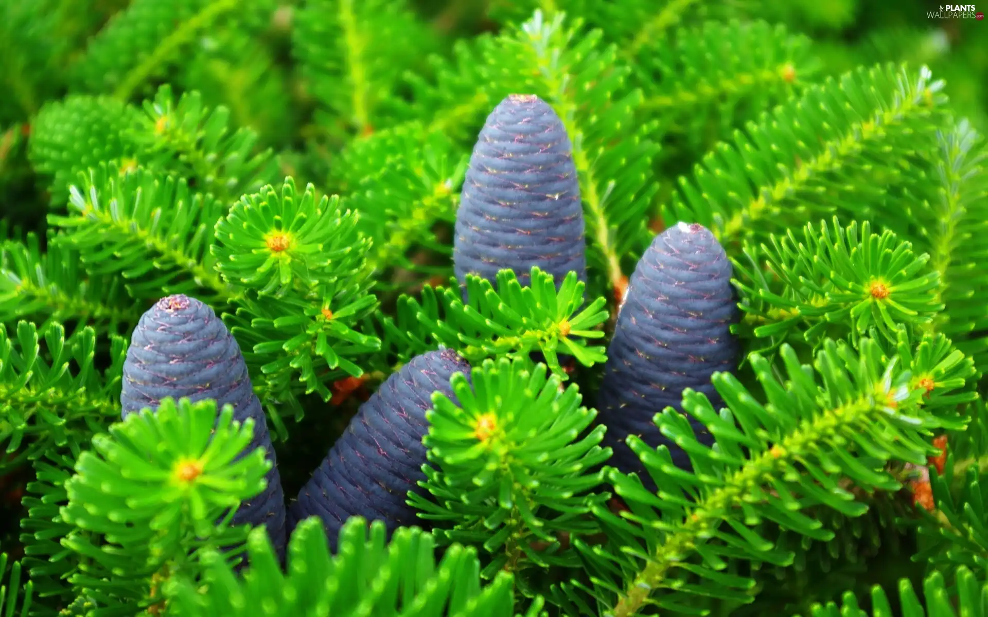 green ones, Blue, cones, Twigs