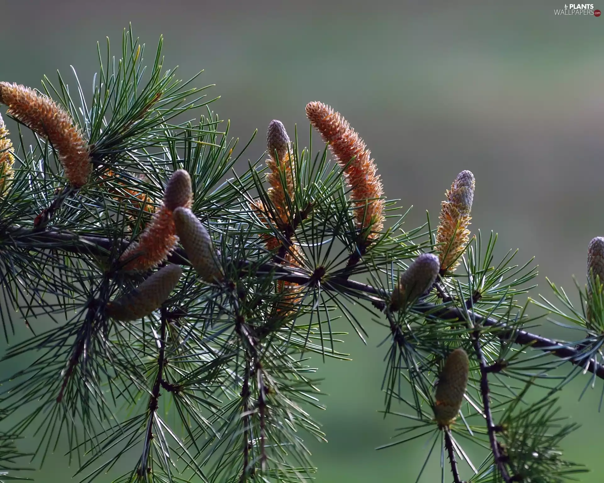 cones, branch, pine