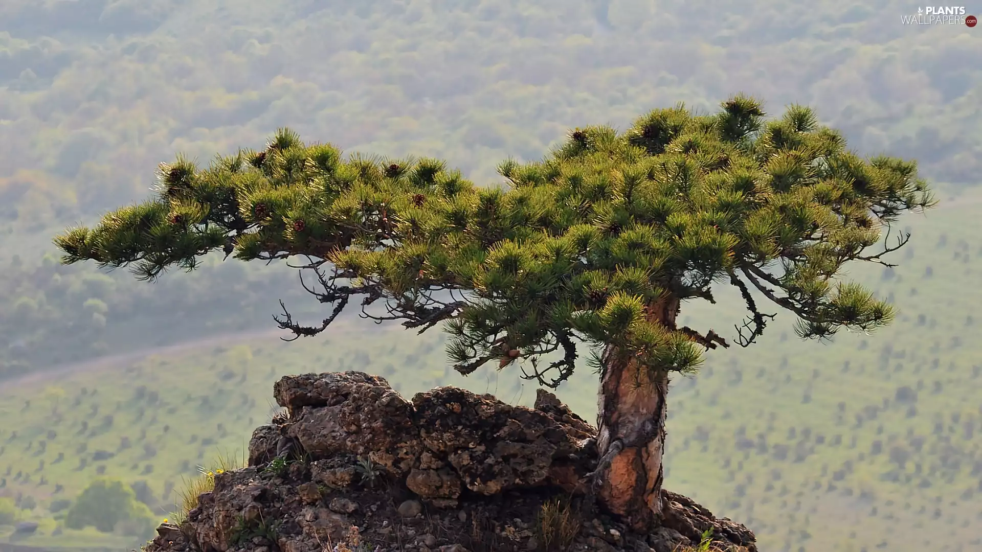 cones, pine, Rocks