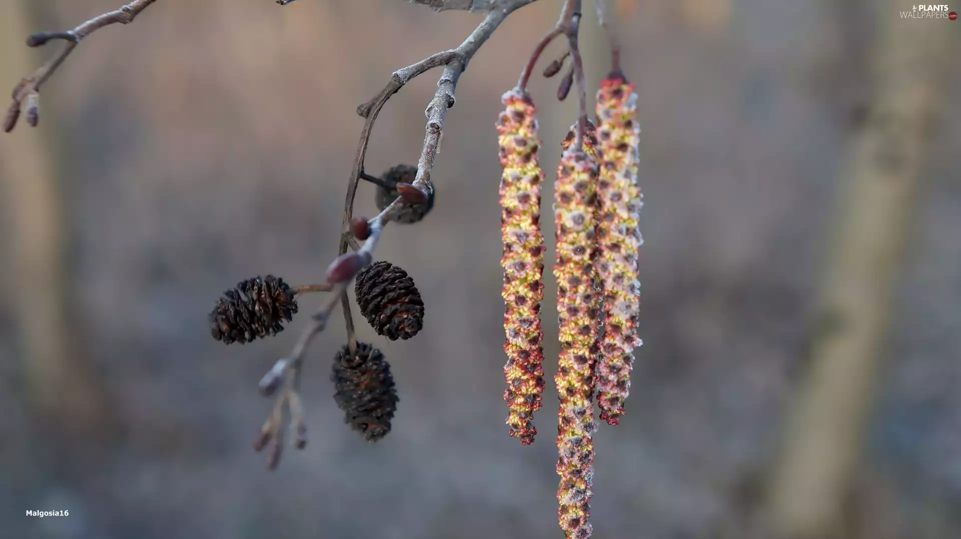 cones, twig, Seeds