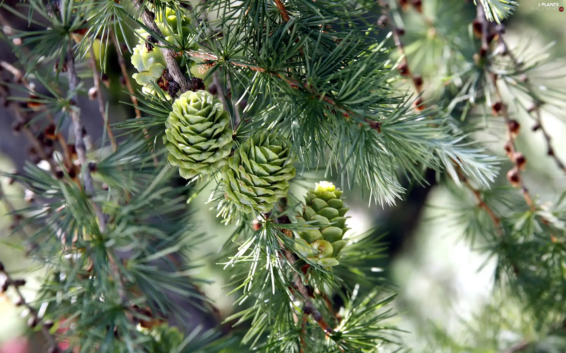 cones, branch, Swierk