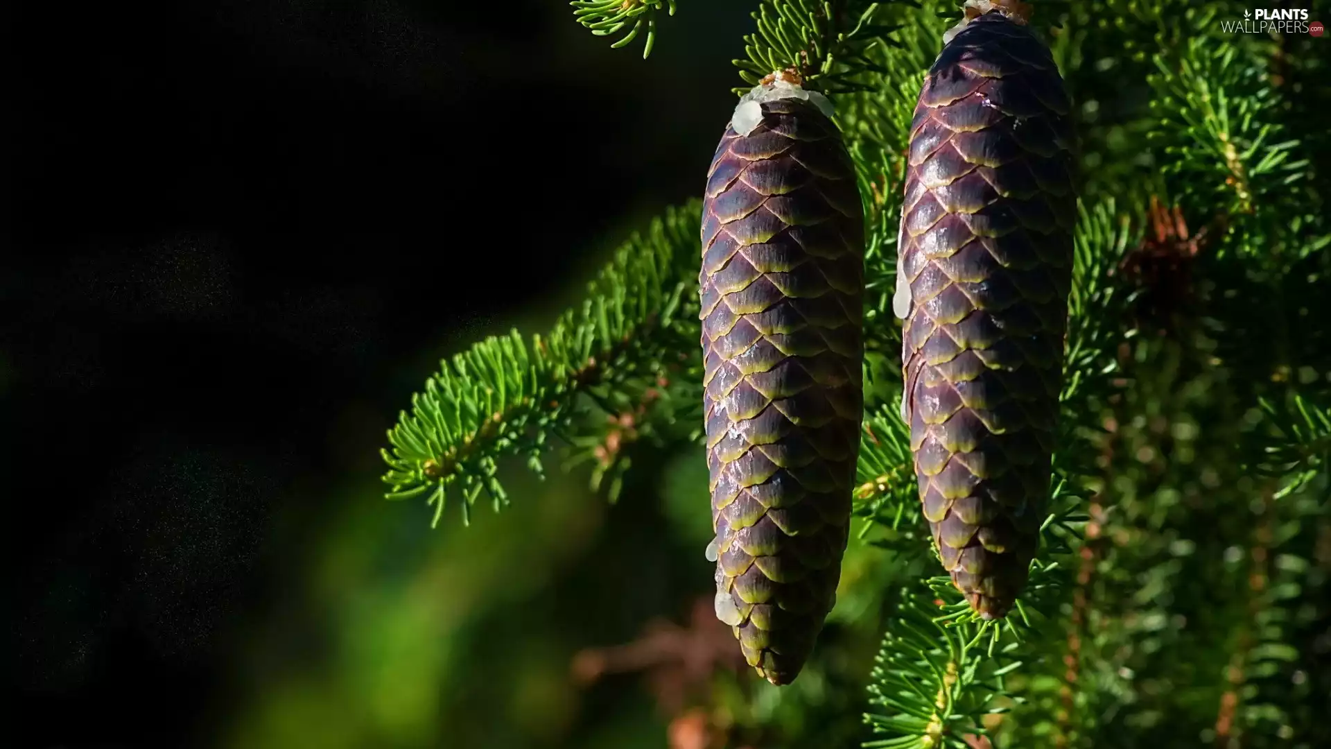 cones, Twigs, Swierk