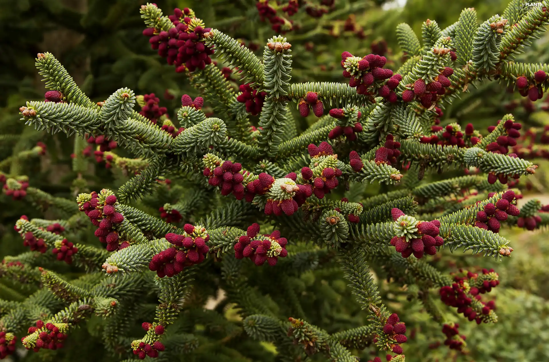 cones, conifer, trees