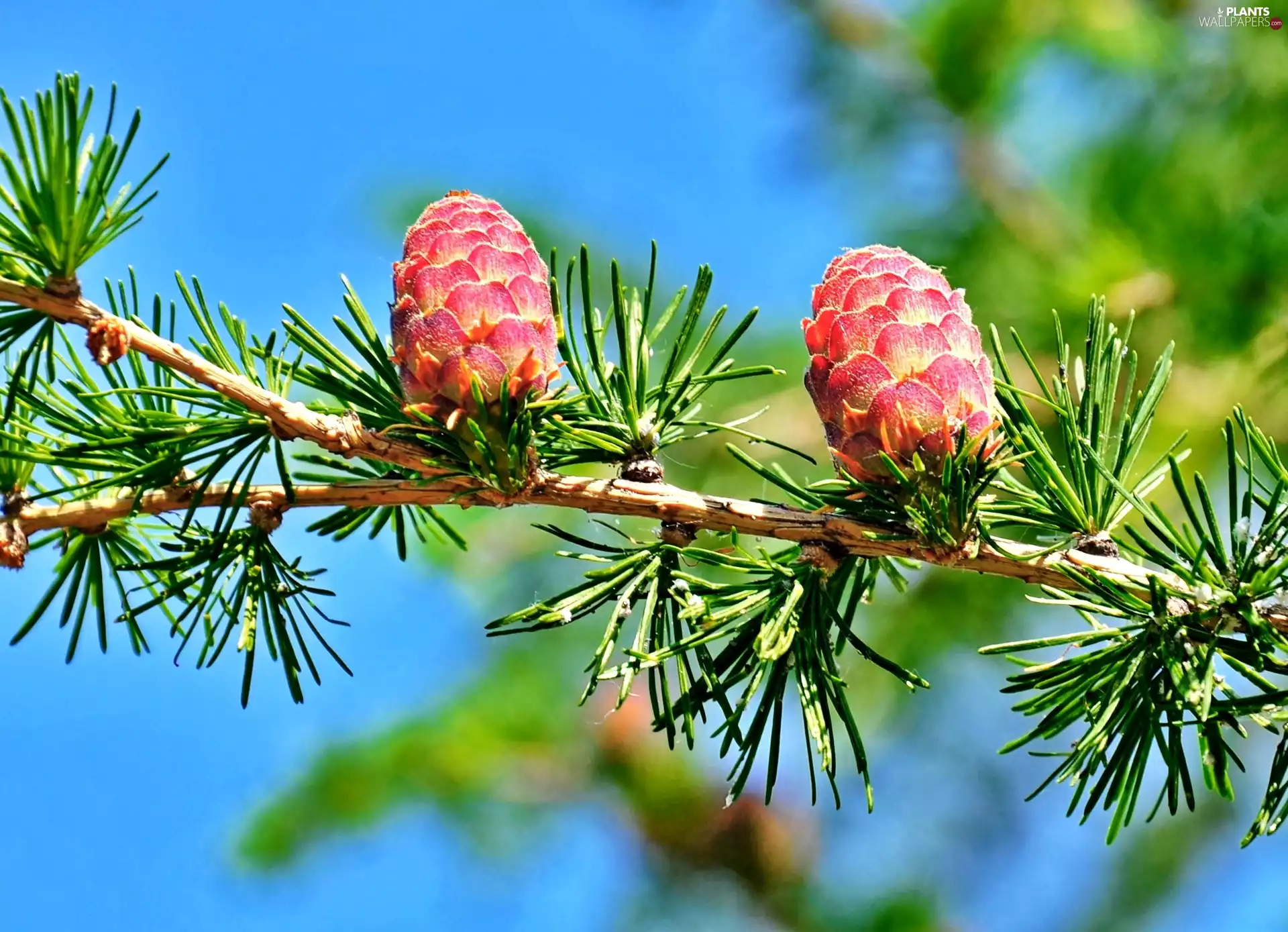 twig, conifer, ##, cones