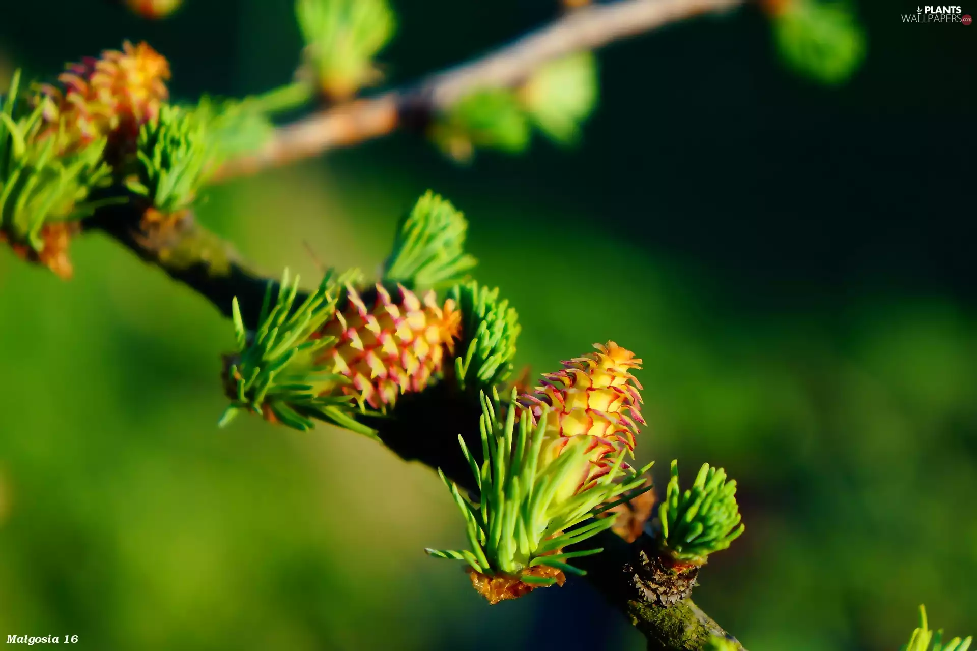 twig, larch, conifer, cones