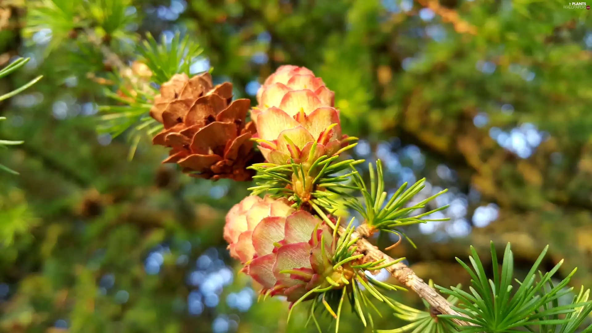 cones, larch, twig