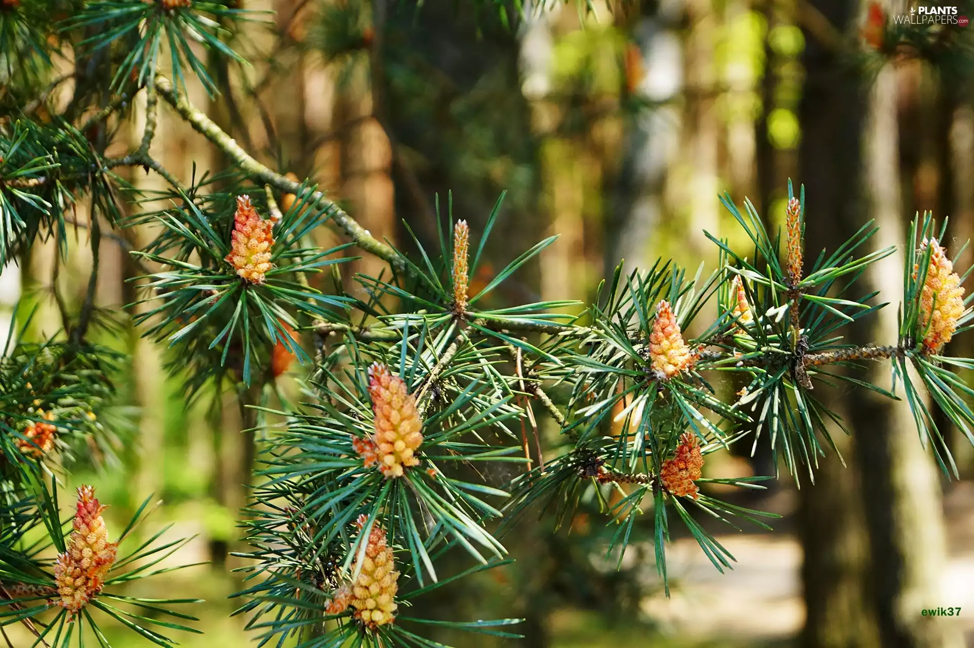 cones, pine, twig