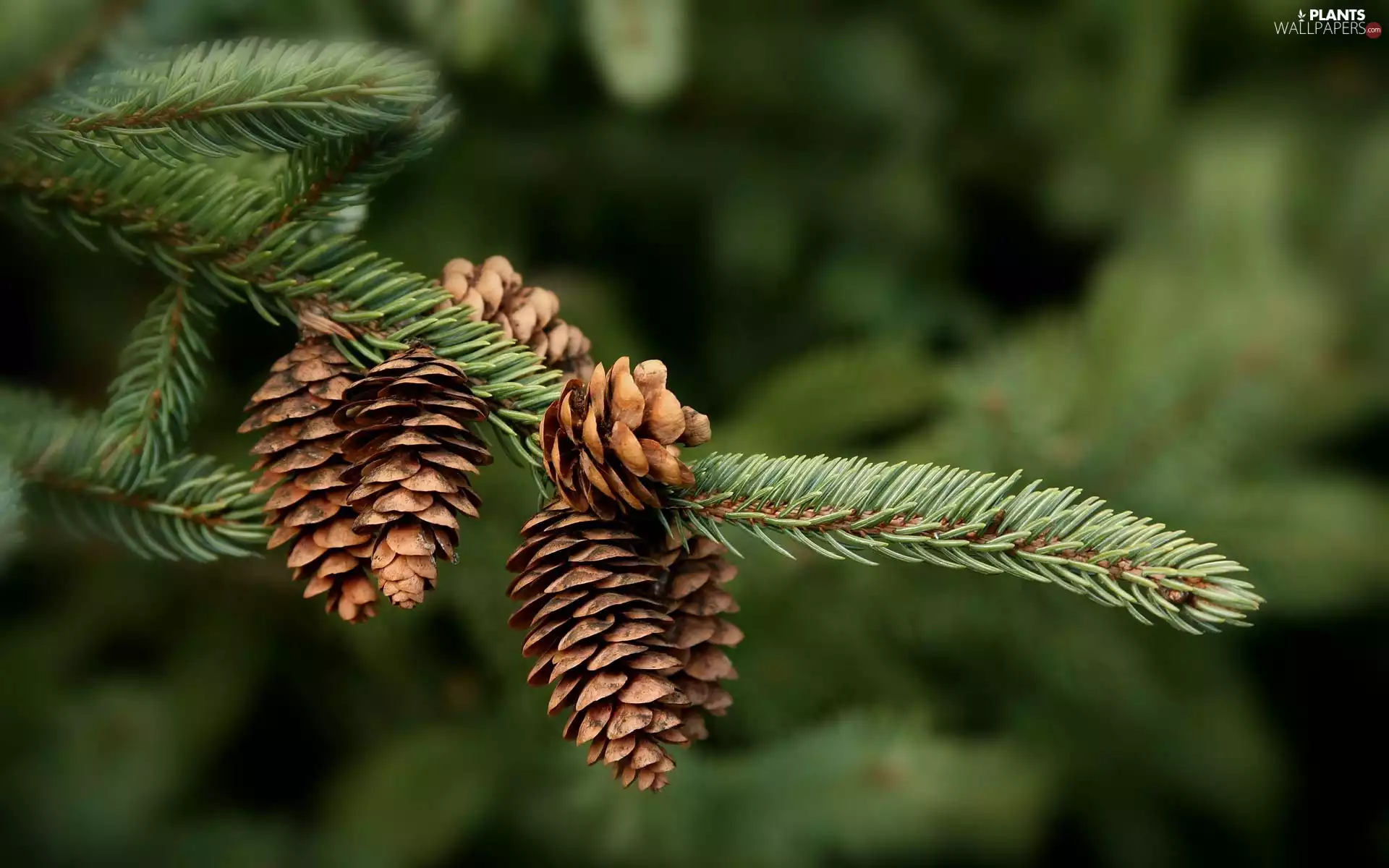cones, spruce, twig