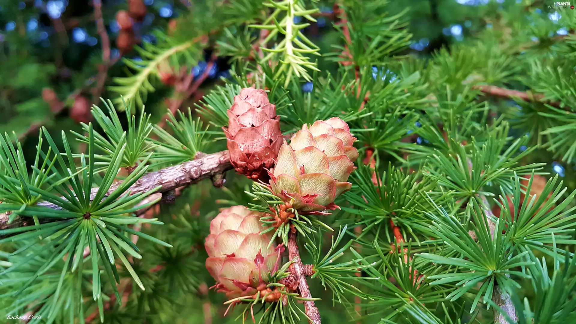 cones, larch, Twigs