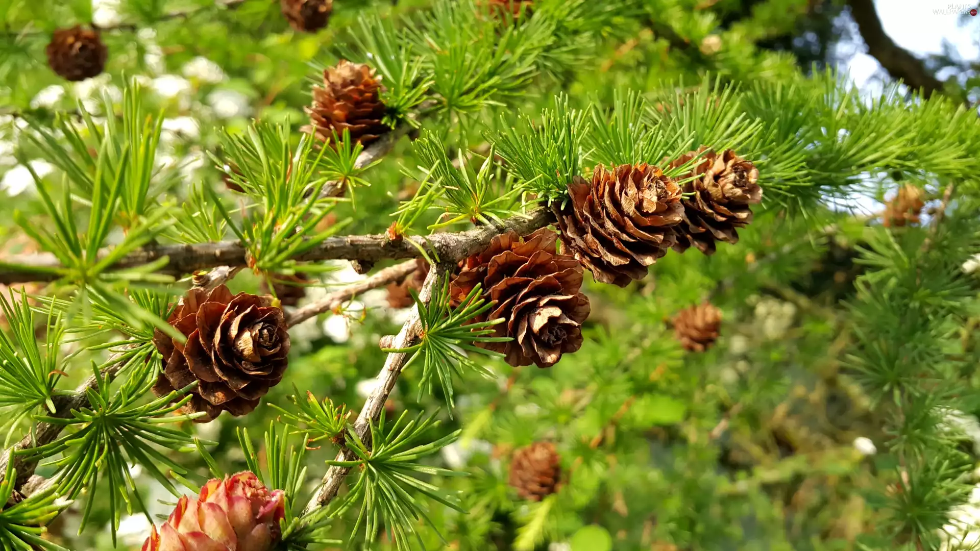 cones, larch, Twigs