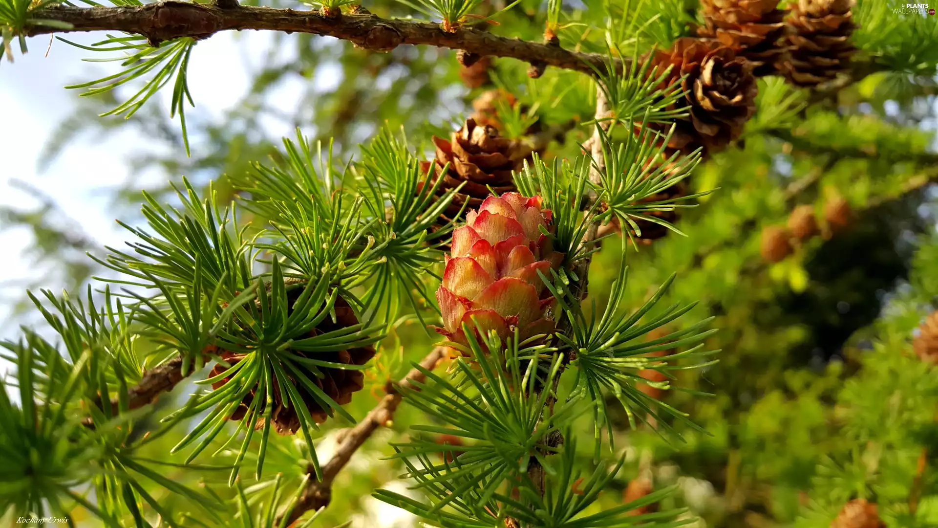 cones, larch, Twigs