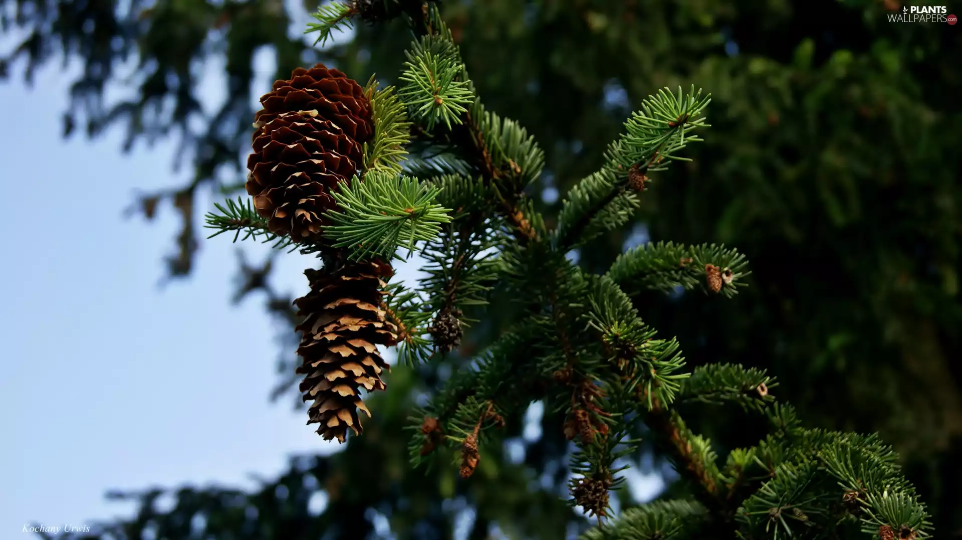 cones, spruce, Twigs