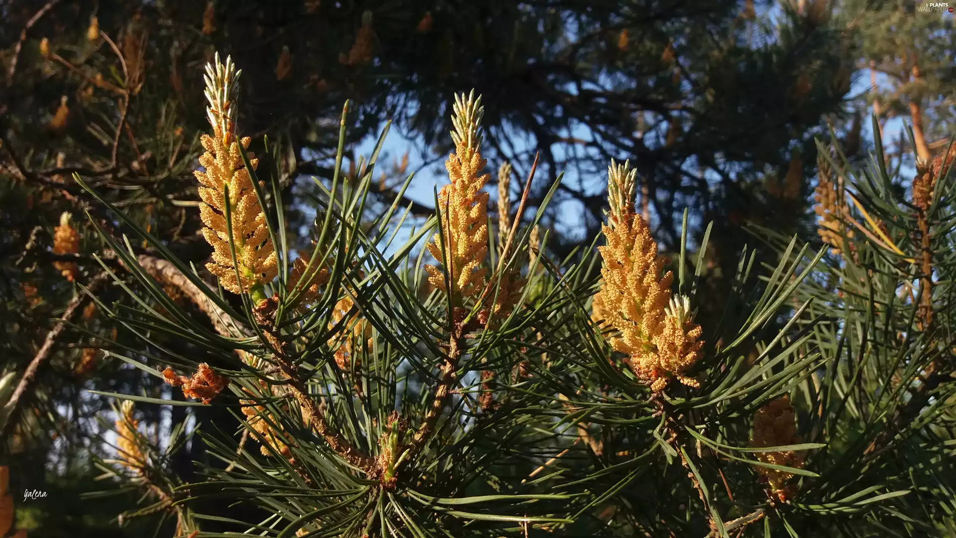 young, branch, pine, cones