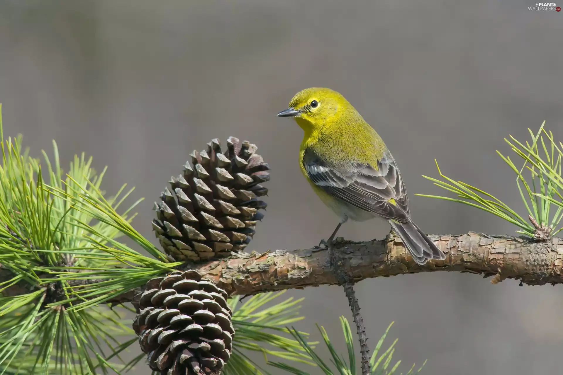 pine, cones, Zosterops, twig, Bird