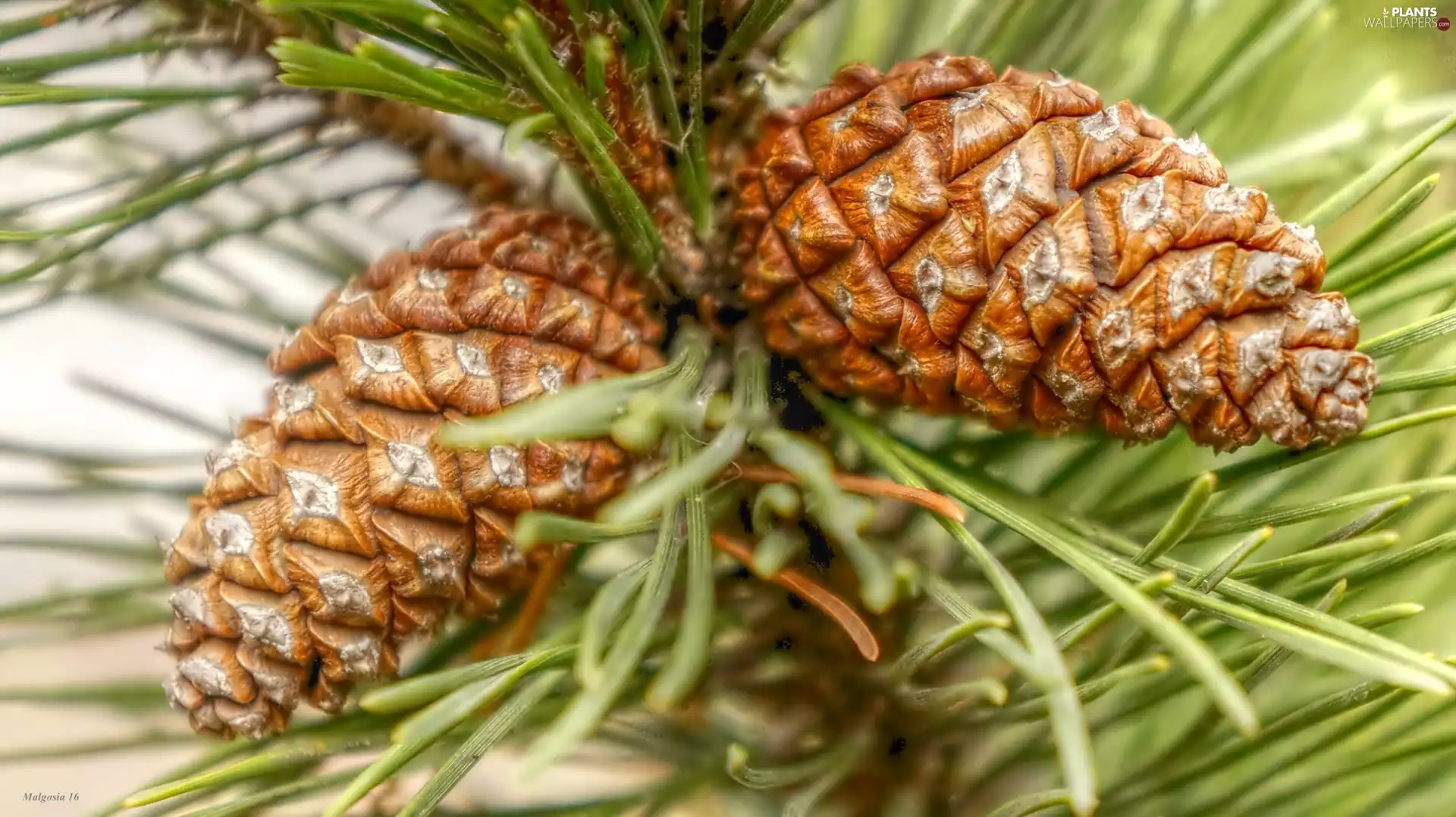 conifer, cones