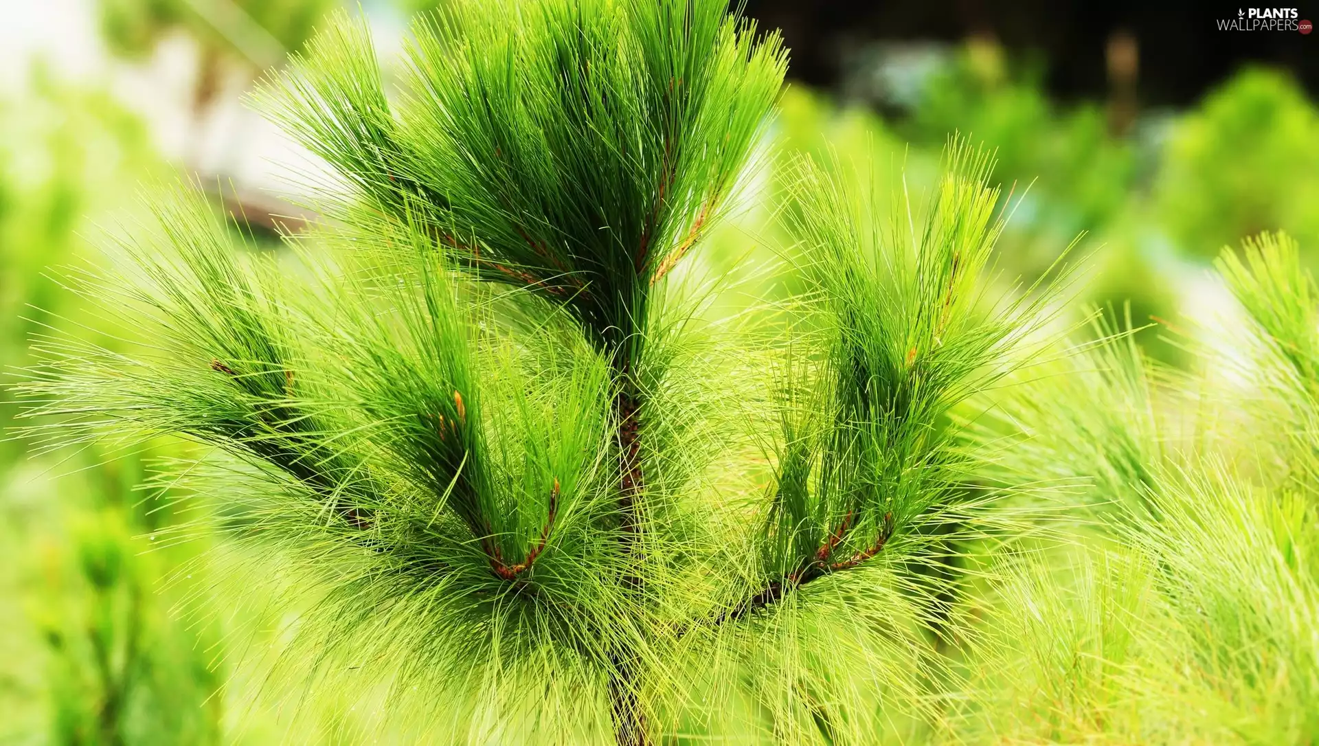 conifer, Twigs, needles