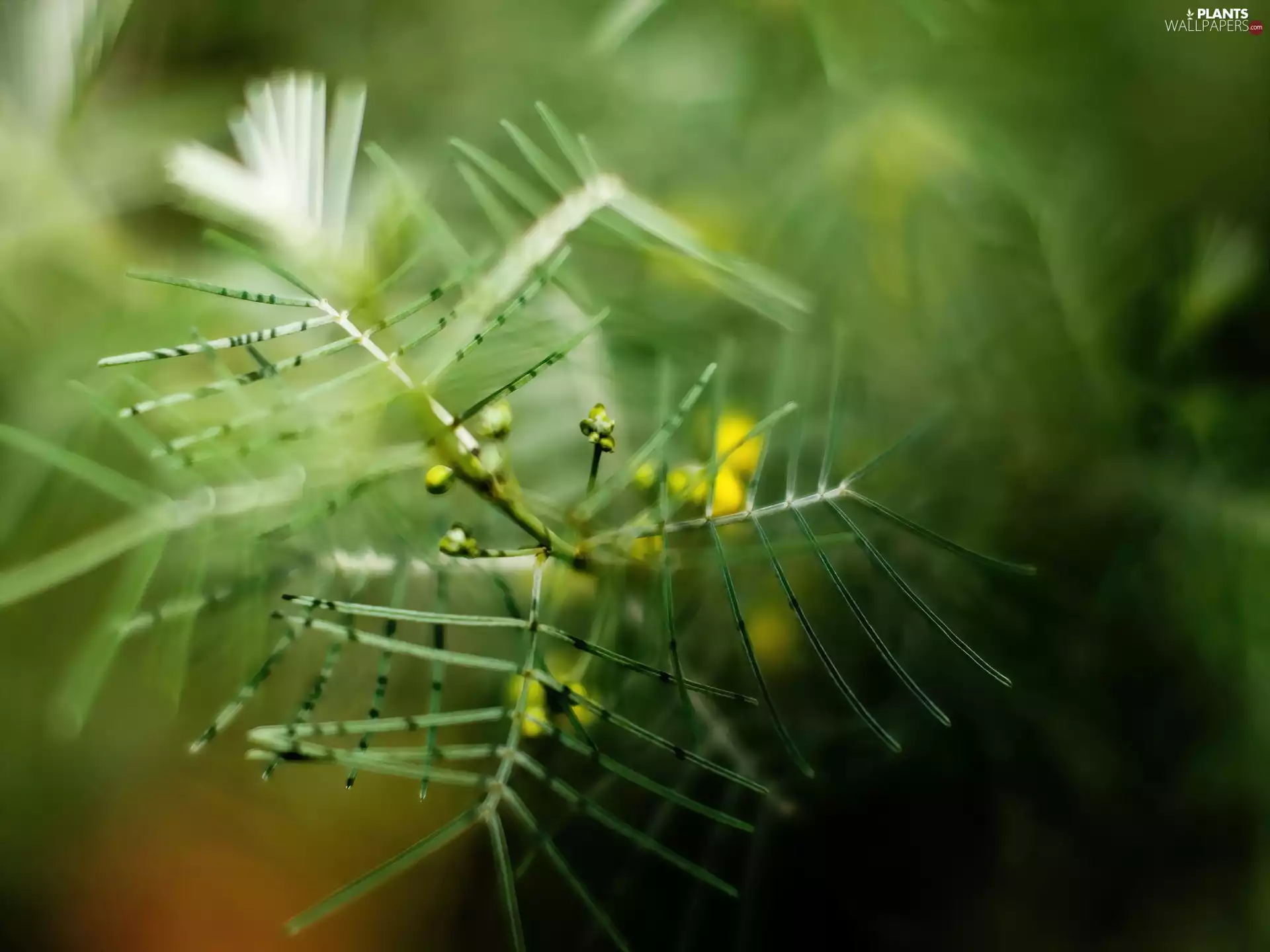 conifer, young, small