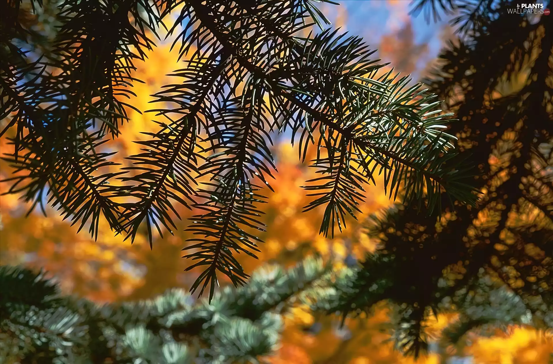 conifer, trees, twig