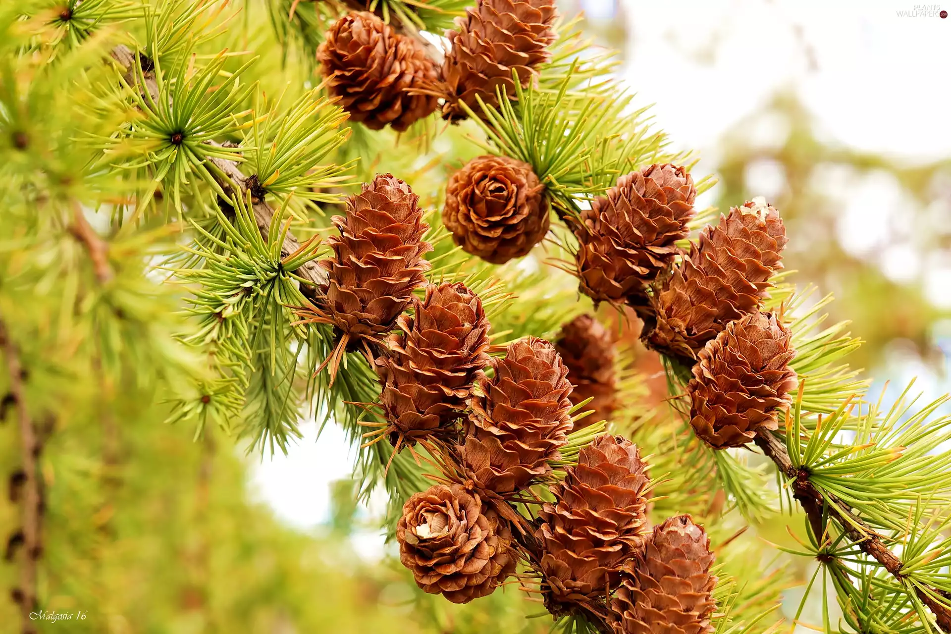 conifer, cones, Twigs