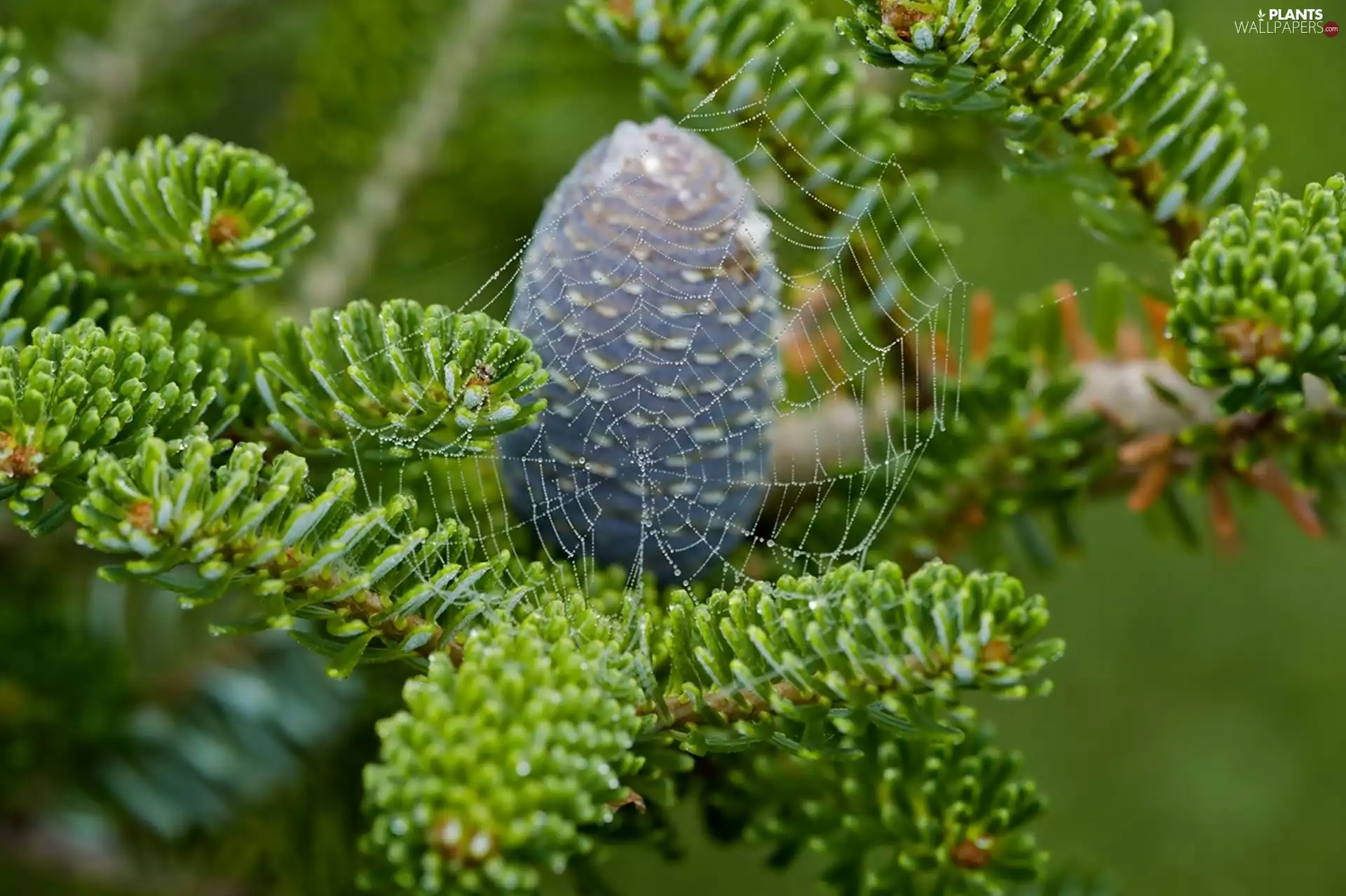 Conifers, cone