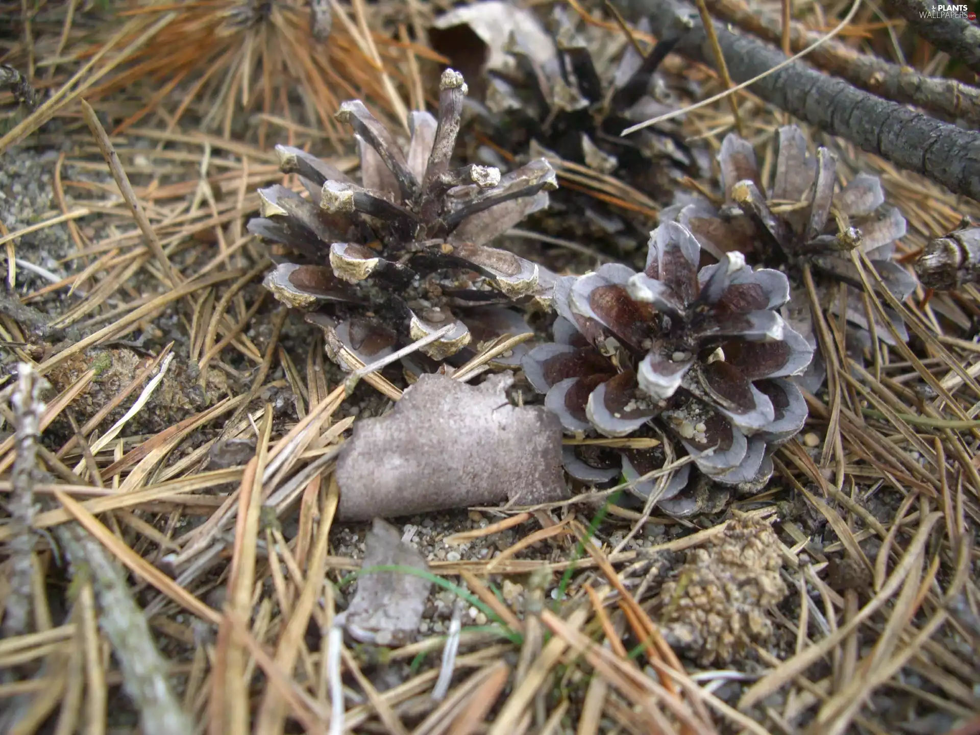 cones, needle, pine, Conifers