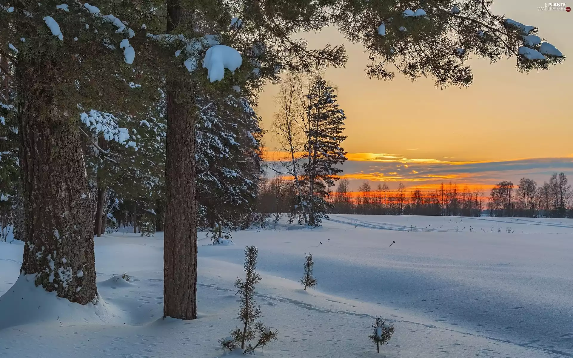 winter, Conifers, Great Sunsets, snow