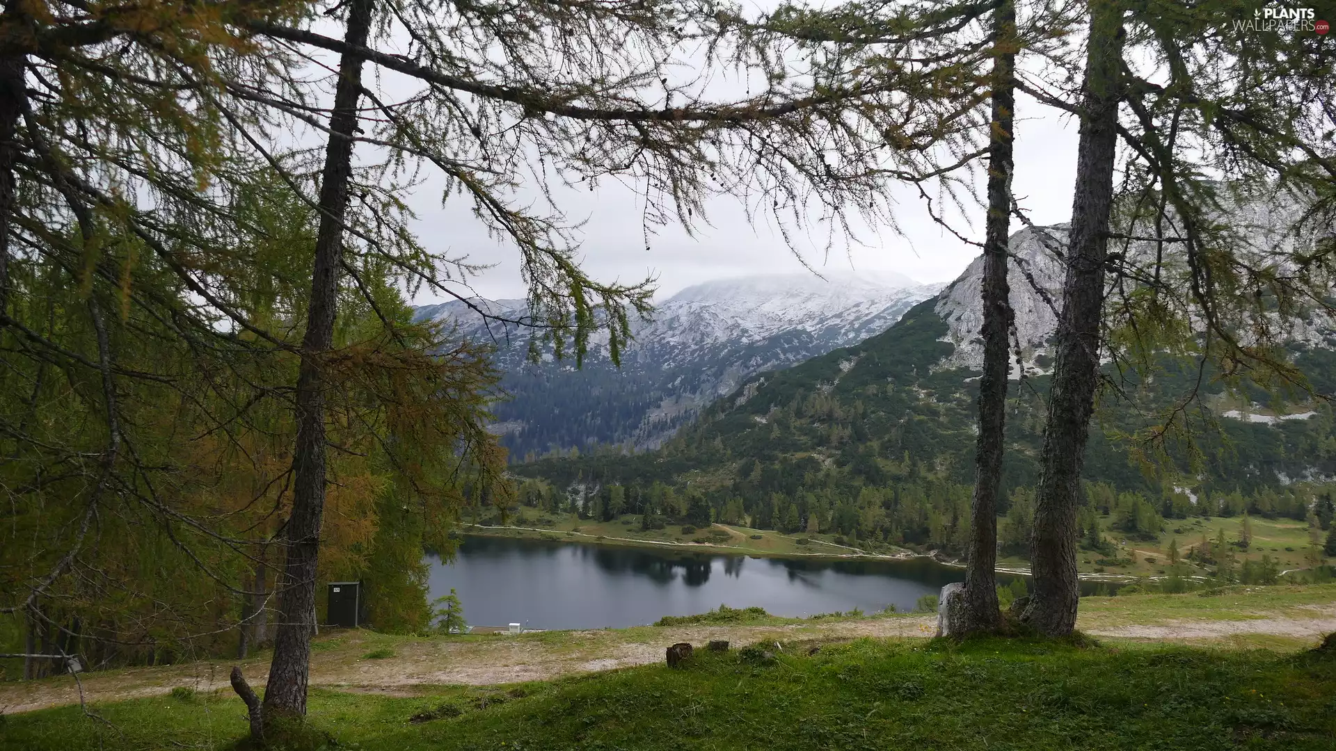 Conifers, Mountains, lake