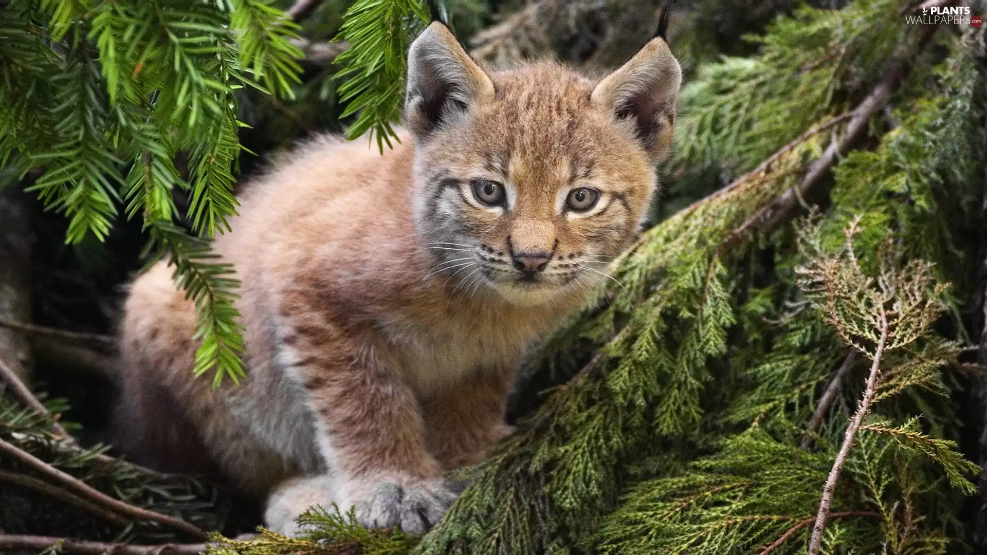 viewes, Conifers, Lynx, trees, young