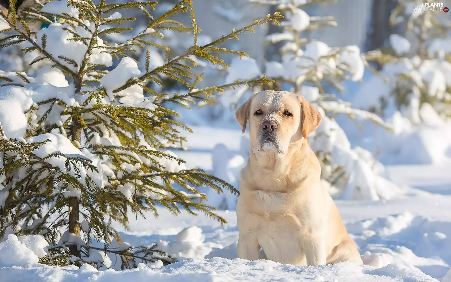 winter, Conifers, retriever, snow, Labrador
