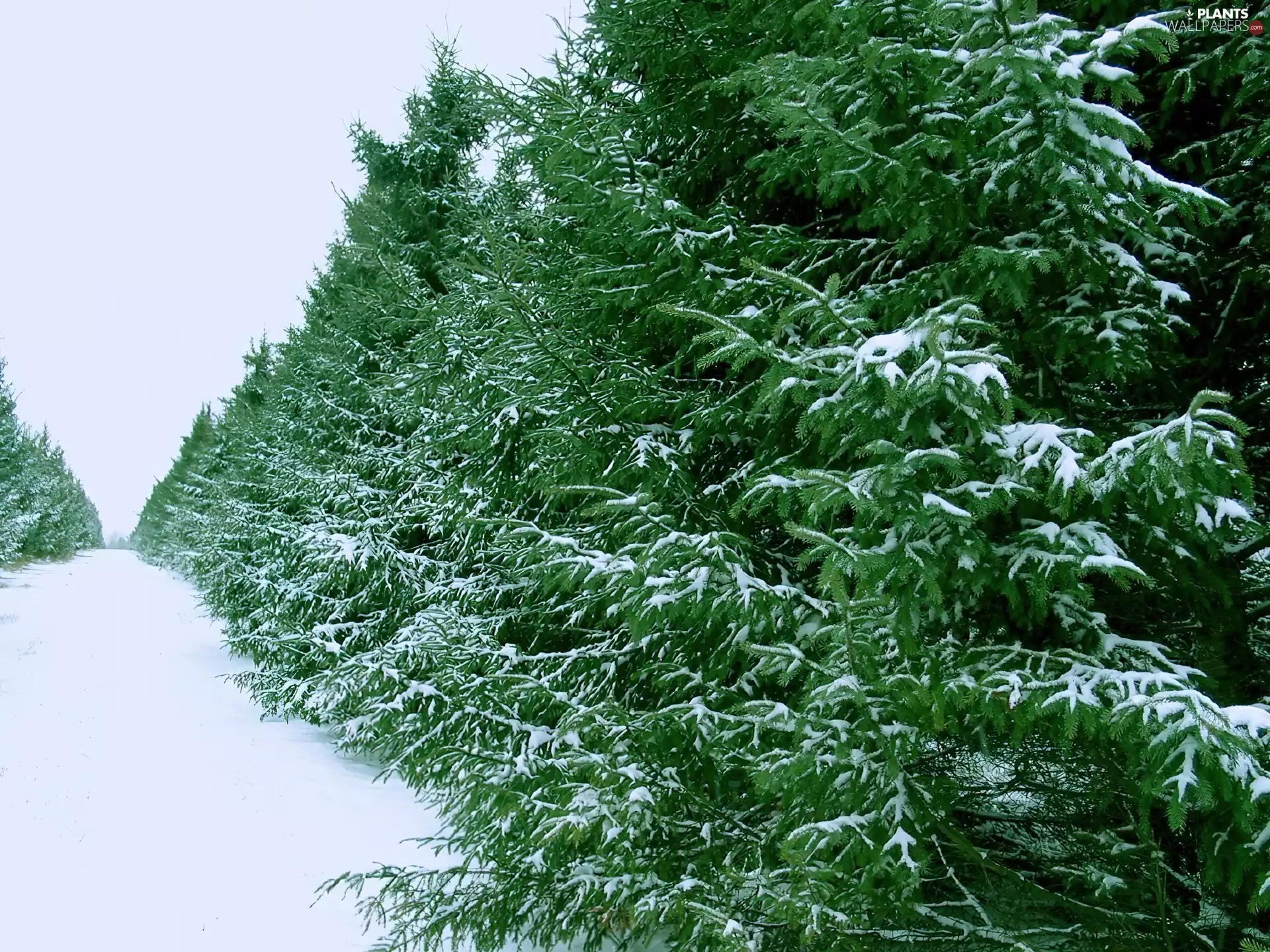 Conifers, winter, snow