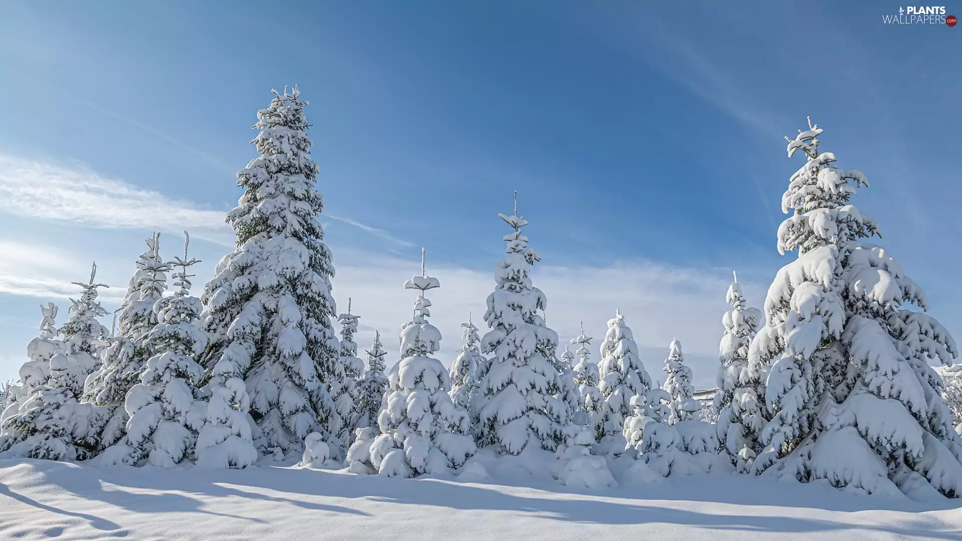 Conifers, winter, Snowy