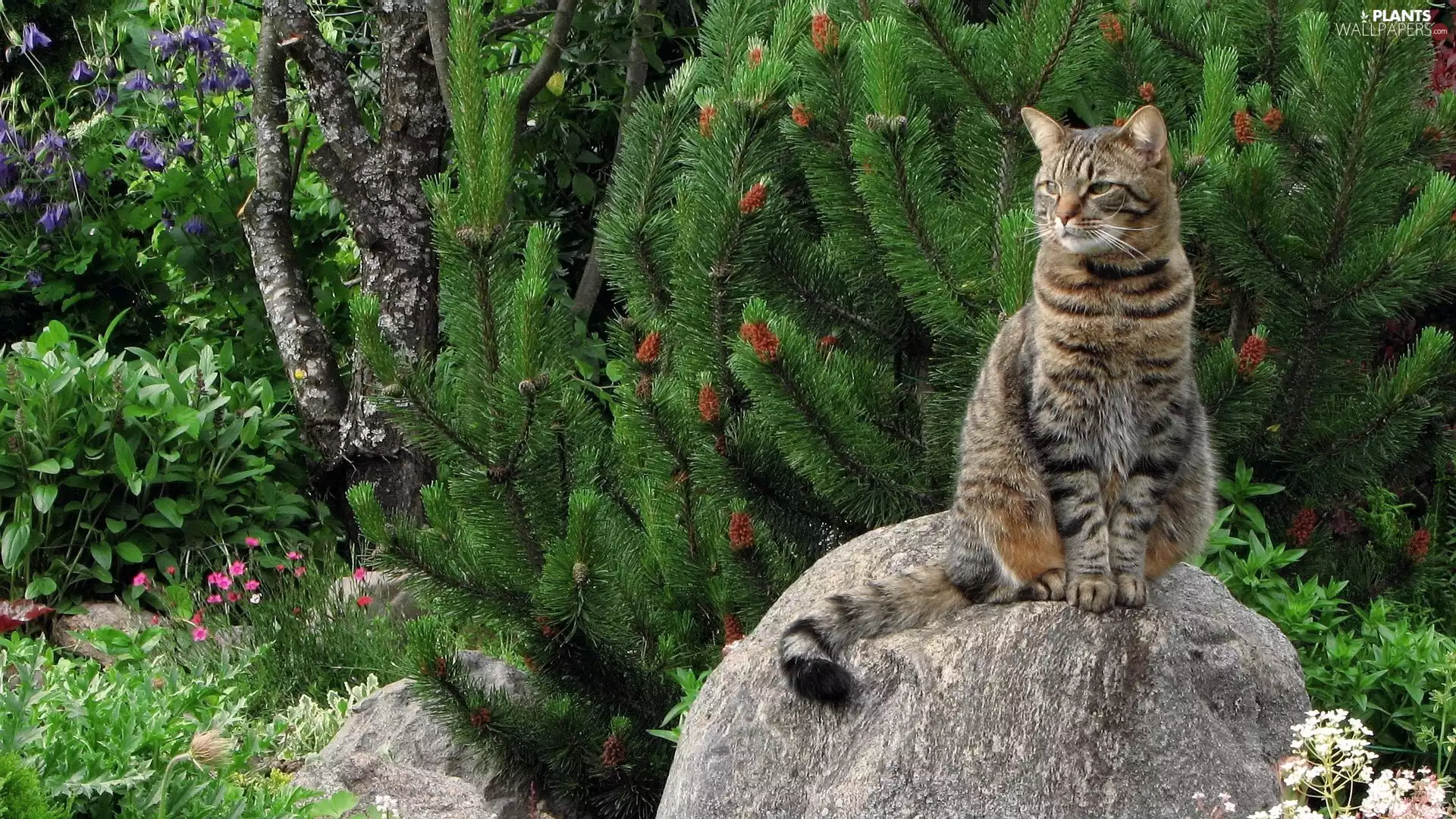viewes, Conifers, Stone, trees, cat