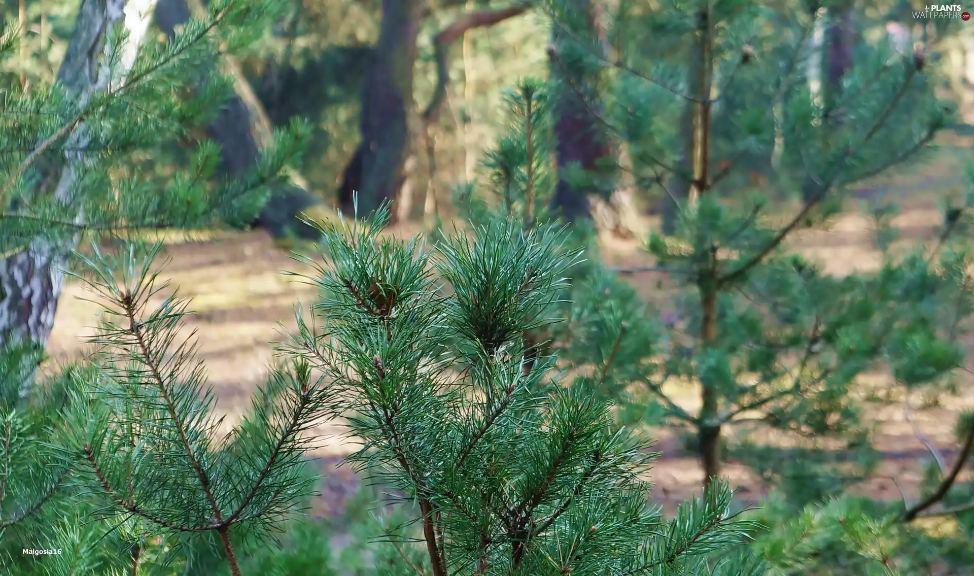 Twigs, Conifers, trees, viewes, forest