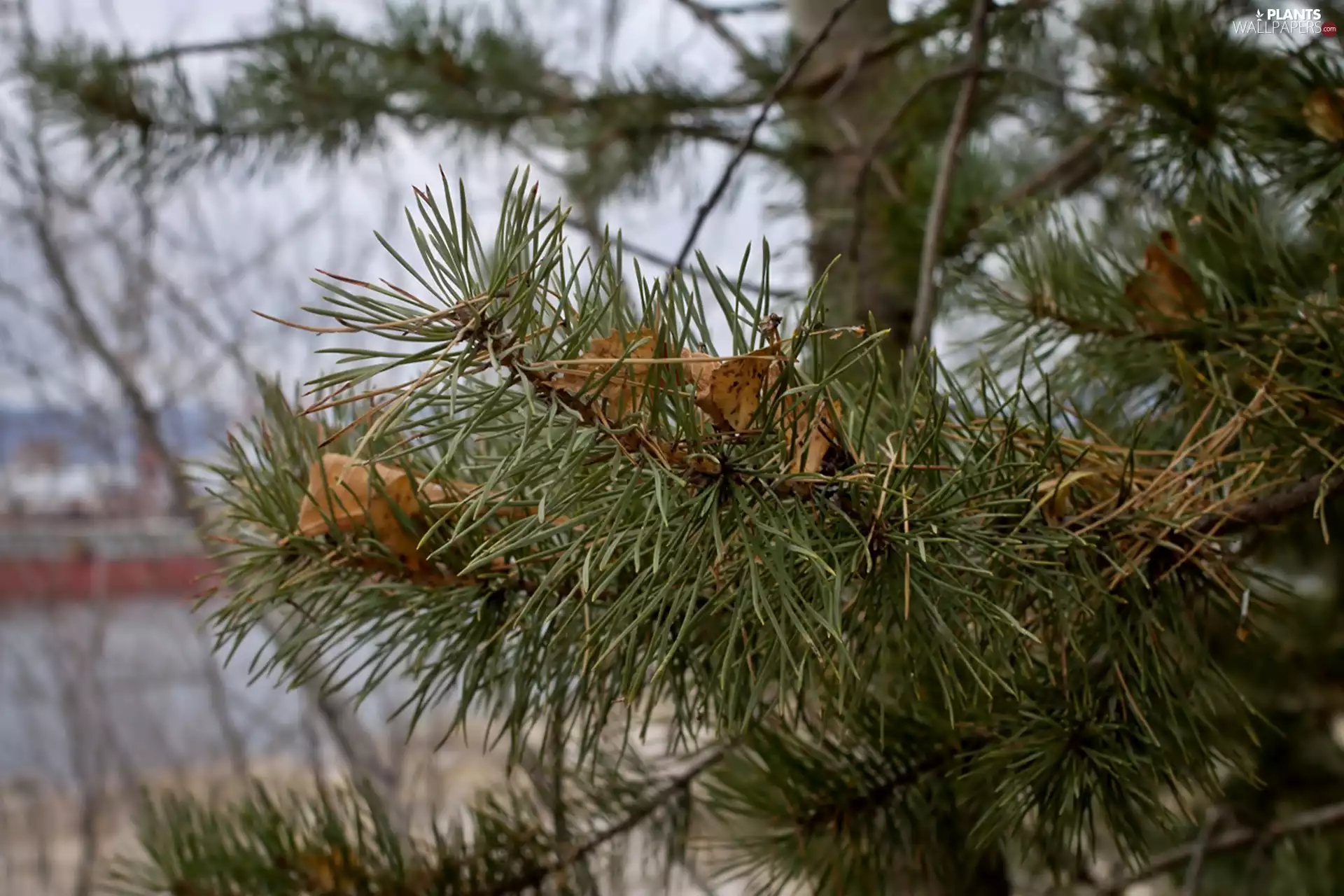 trees, withered, Leaf, Conifers