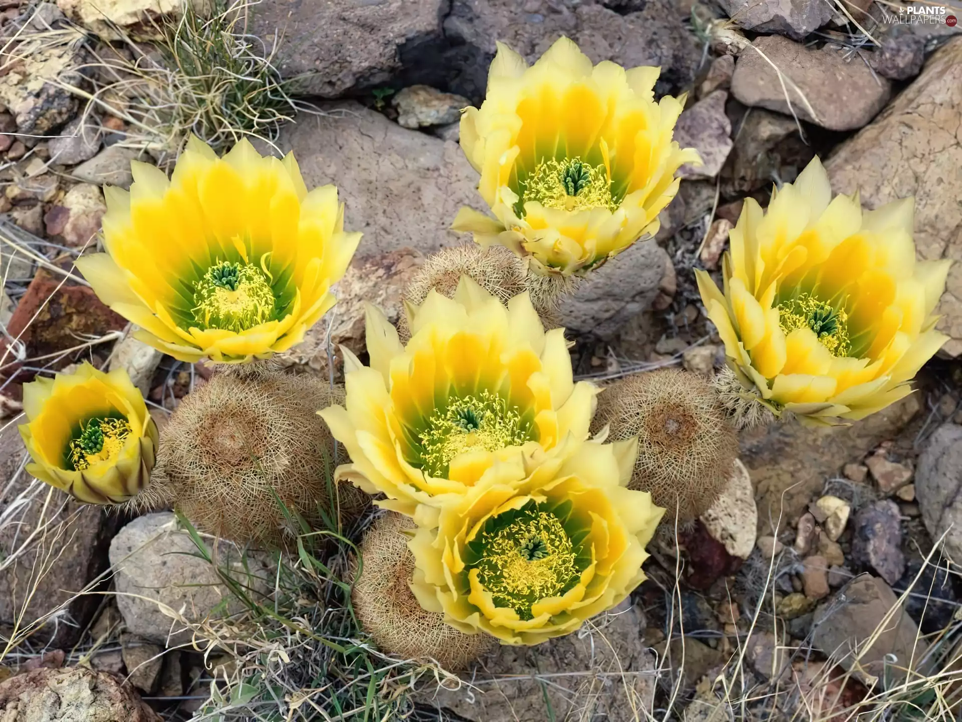 Copiapoa, Cactus, Chilean