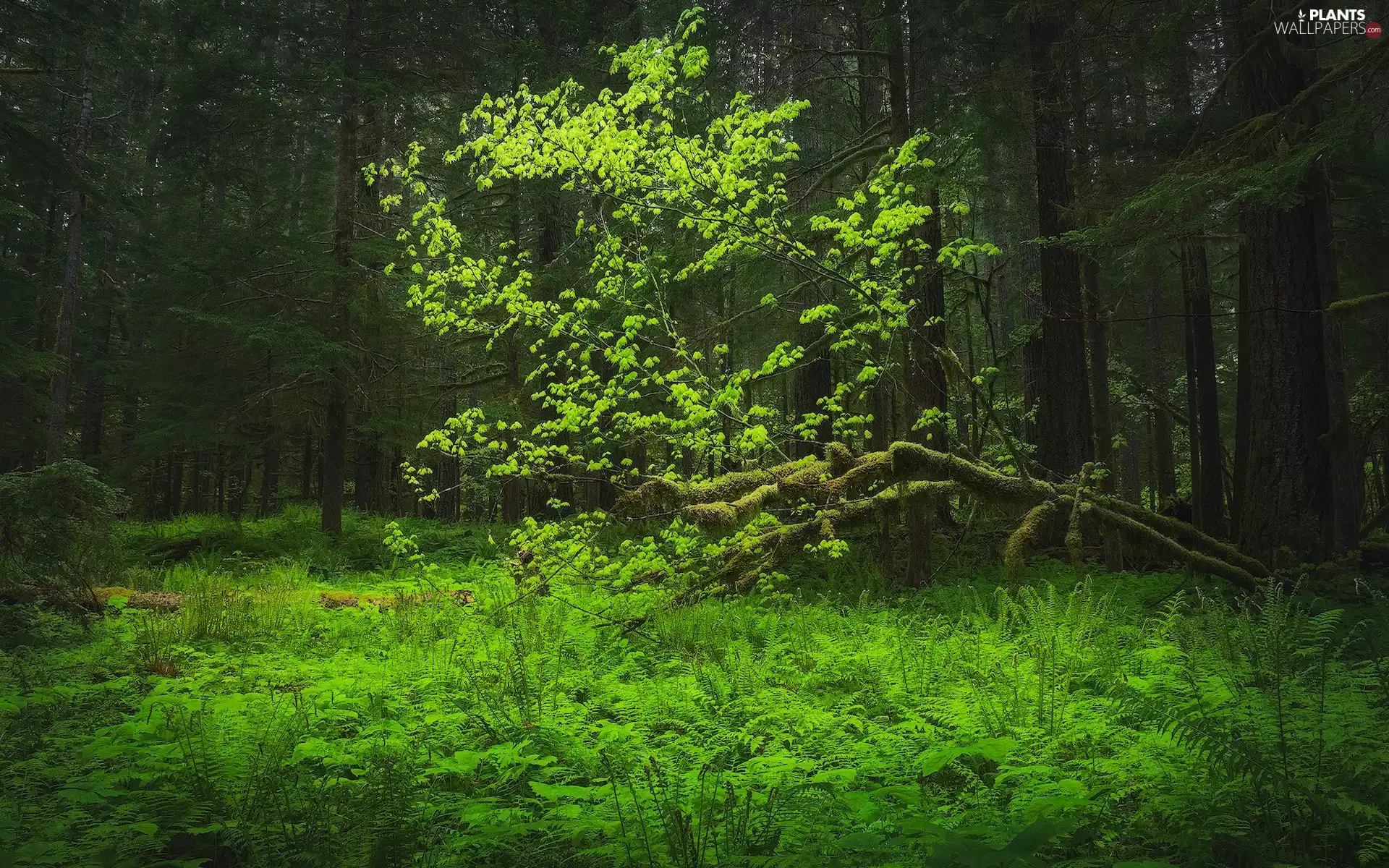 trees, viewes, The United States, fern, Washington State, coppice, forest, Gifford Pinchot National Forest