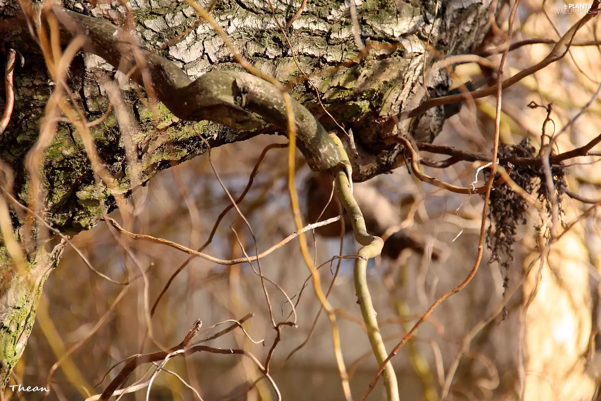 cork, trees, Willow