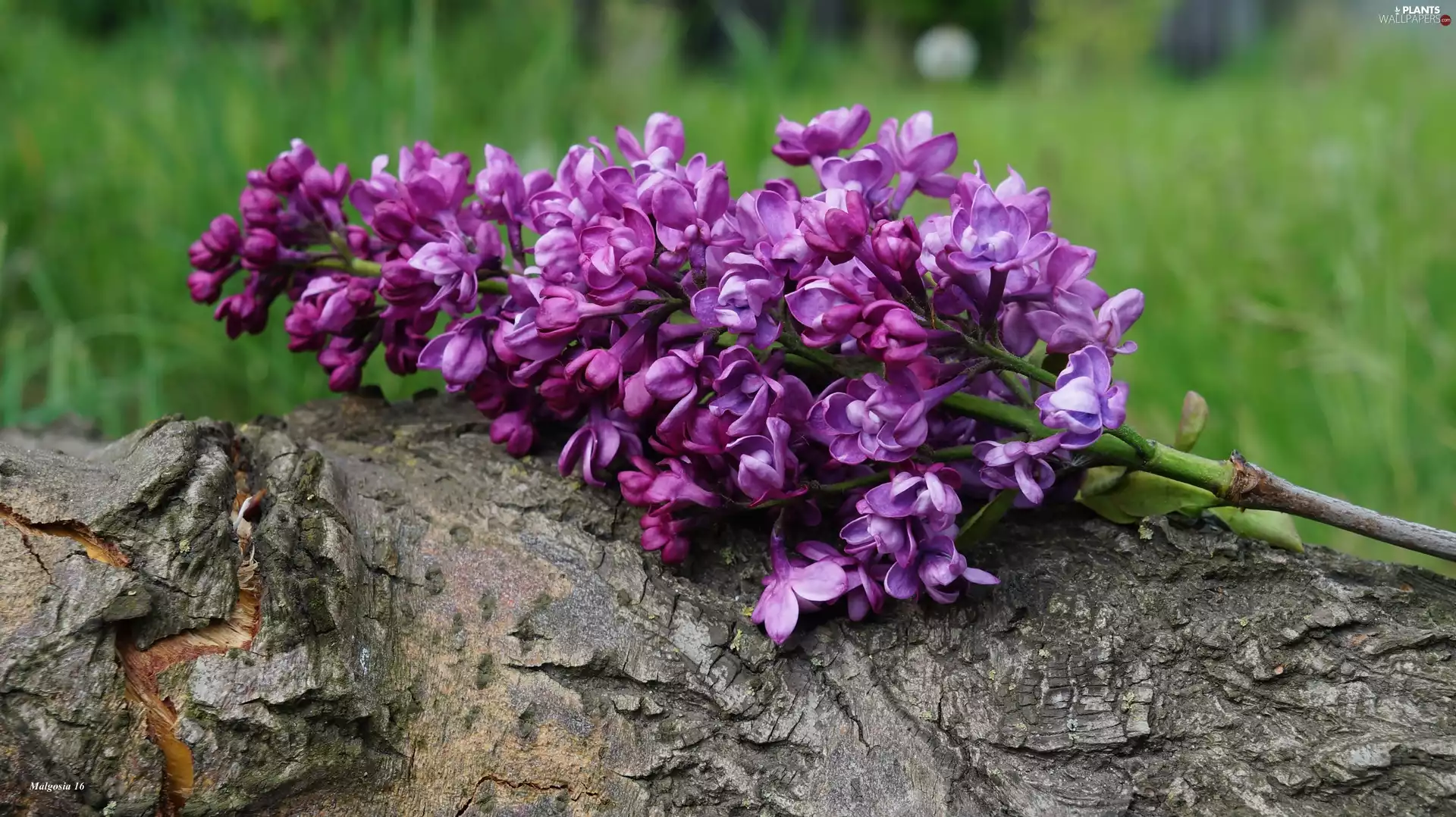twig, Pink, trees, cork, log, without