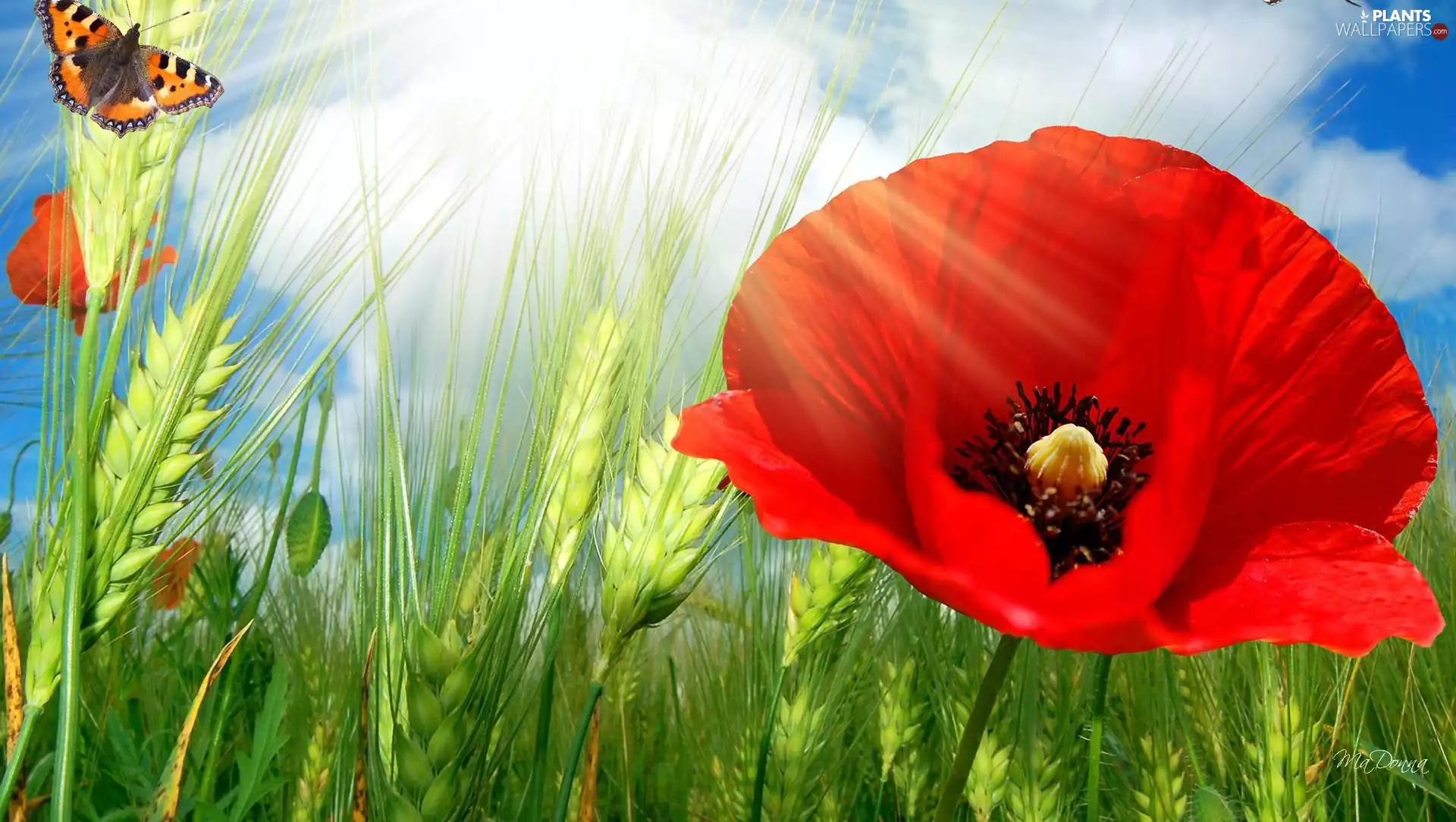 butterfly, red weed, corn