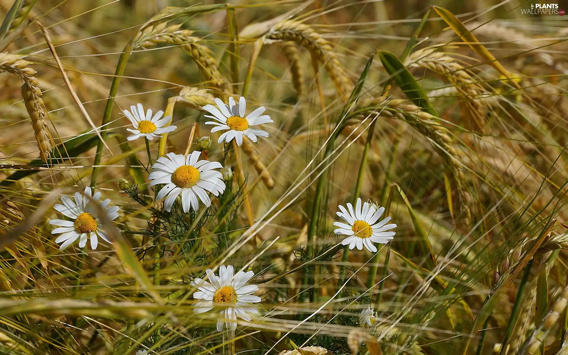 chamomile, Ears, blur, corn